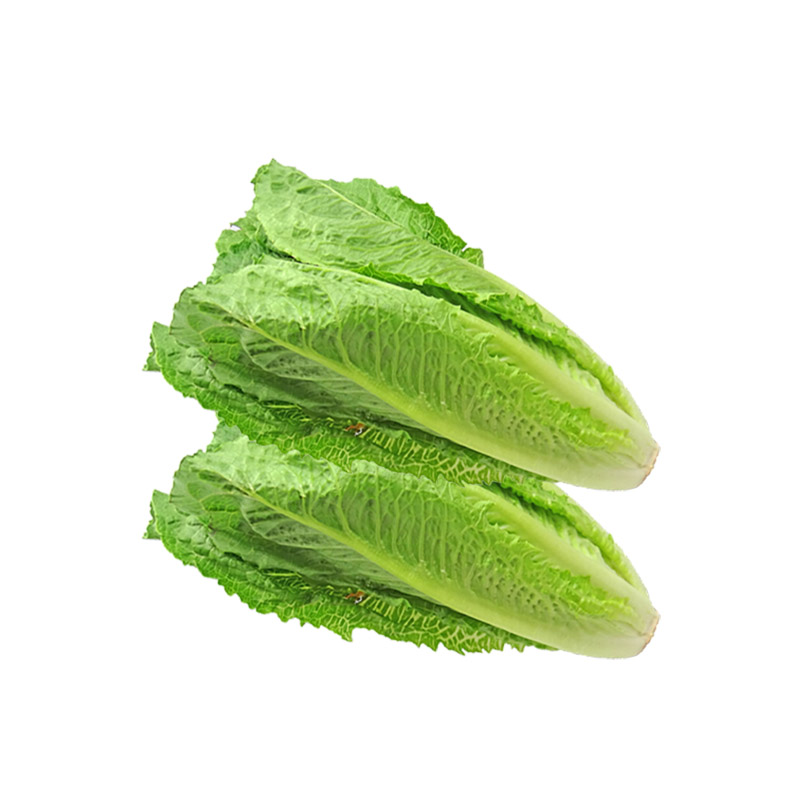 Romaine Lettuce