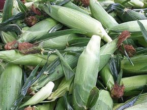 home-corn