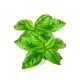 Basil