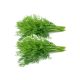 Dill Weed