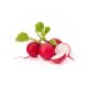 Radish