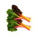 Rainbow Swiss Chard